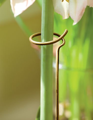 Adjustable Amaryllis Stake
