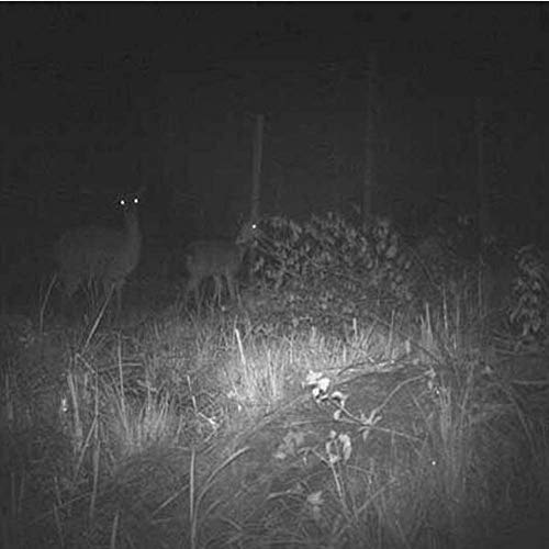 miwaimao HD Digital Nachtsicht Fernglas Infrarot Video Teleskop SD Karte Unterstützung Outdoor – Bild 5