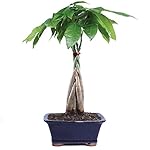 Brussel's Money Tree Bonsai