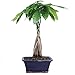Brussel's Live Money Tree Indoor Bonsai - 4 Years Old; 10" to 14" Tall with Decorative Container primary