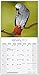 African Grey Calendar - African Grey Parrot Calendar - Parrot Calendar - Calendars 2017 - 2018 Wall Calendars - Bird Calendars - Monthly Wall Calendar by Avonside