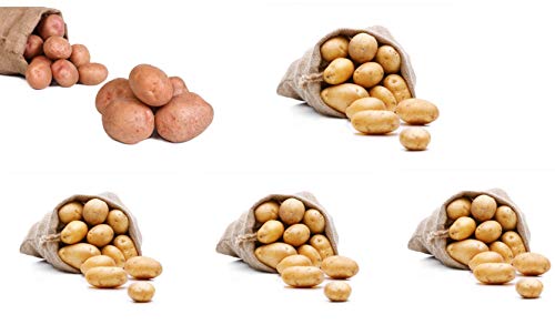 FRUCHTVERSAND24-Kartoffel-Sortiment-Probier-mal-Speisekartoffeln-Inhalt-5x-5kg-der-Sorten-Belana-Alexandra-Laura-Glorietta-Afra FRUCHTVERSAND24-Kartoffel-Sortiment-Probier-mal-Speisekartoffeln-Inhalt-5x-5kg-der-Sorten-Belana-Alexandra-Laura-Glorietta-Afra