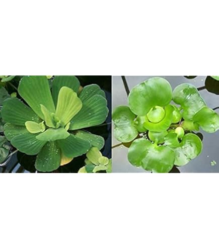 Amazon.com : 500 Live Duckweed Plants (LEMNA Minor) : Aquatic Plants :  Patio, Lawn & Garden