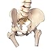 3B Scientific A58/2 Classic Flexible Spine Femur Heads - 3B Smart Anatomy