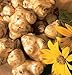 Jerusalem Artichoke, variety Stampede - Helianthus Tuberosus - 1.5 pounds - Organic
