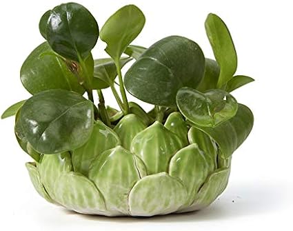 Amazon Com Seinhijo Ceramic Planter Plant Flower Pot For Indoor Plants Flower Succulent 6 Inchs Dia Green Lotus Style Planter Garden Outdoor
