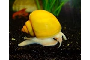 Aquatic Arts 3 Live Gold Mystery Snails Freshwater Aquarium Scraper/Real Living Nano Fish Tank Pet | Glass Clearing Snail | Natural Decor
