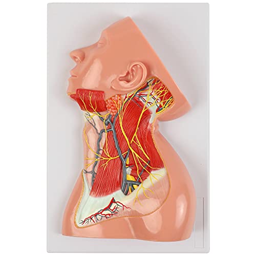 Axis Scientific Human Neck with Muscles, Nerves, and Blood Vessels Anatomy Model - Human anatomy system miniature, scientific anatomy model, demonstration skil, educational model