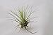 10 or 12 Pack of Assorted Tillandsia Air Plants