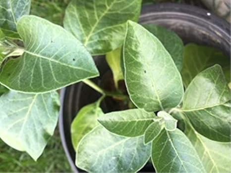 Hatchmatic Germination Seeds Ashwagandha Withania Somnifera Indian Ginseng Plant Cuttings Winter Cherry Amazon Ca Home Kitchen