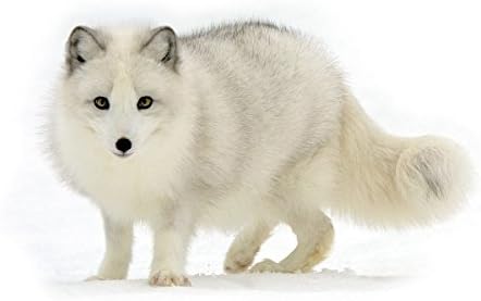 Amazon Co Jp 北極キツネ動物 126 キャンバス印刷アートポスター 写真 部屋インテリア絵画 ポスター1cmx80cm ホーム キッチン