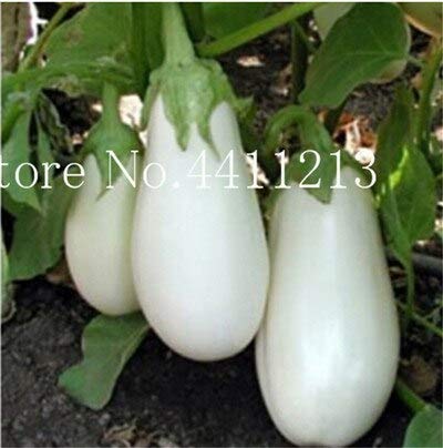 Verduras Kalash Nuevas 200 PC Berenjena orgánica, semillas para ...