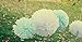 Fascola 12 pcs White Blue Tissue Hanging Paper Pom-poms, Hmxpls Flower Ball Wedding Party Outdoor Decoration Premium Tissue Paper Pom Pom Flowers Craft Kit