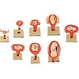 Period of Gestation Model, Set of 8 - Human Embryo/Fetus Development in Utero with Removable Parts