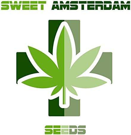 Sweet Amsterdam indoor (5 fem.)