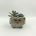 UName Micro Landscape Succulent Plants Creative Flower Planters, Mini Plants Pot, Ceramics Decoration, Handmade, Small Plant Containers, Owl Design Succulent Planter. Green.(circle eye owl)UN235