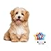 The Original Puppy Teething Star Dog Chew Toy