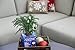 Costa Farms Live Christmas Tree, Small Norfolk Pine in Christmas Decor Plant Pot, Christmas Ornament, Holiday Gift Decoration for Room Decor, 10-12 Inches Tall