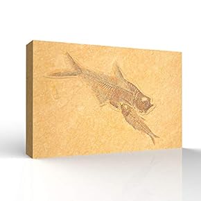 Canvas Wall Art - Vintage Animal Fish Fossil Living Room Poster Prints - Modern Home Art Stretched and Framed Ready to Hang - 12x18 inches