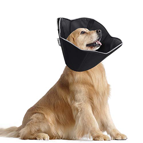 large dog cone