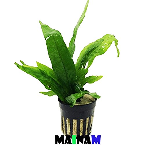 Mainam Java Fern Microsorum Pteropus Potted Freshwater Easy Tropical Live Aquarium Plant Decorations 3 Days Guarantee