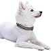 Blueberry Pet Essentials Safe & Comfy 3M Reflective Adjustable Dog Collar - Olive Green, Small, Neck 12