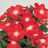 Outsidepride Vinca Victory Apricot Flower Seeds