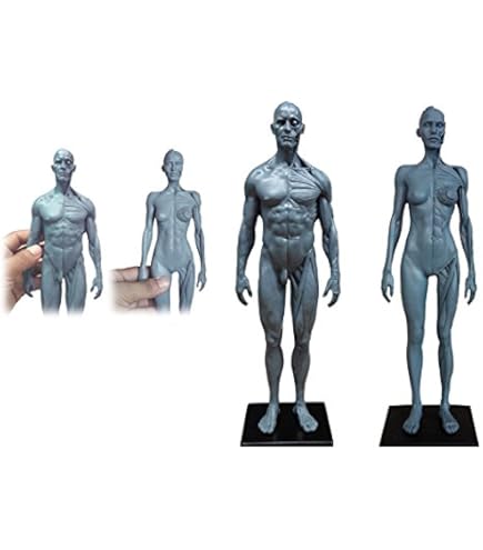 3dtotal Anatomy: female figure 美品 3dtotal Anatomy: female figure 美品 Amazon.com: 3dtotal Female