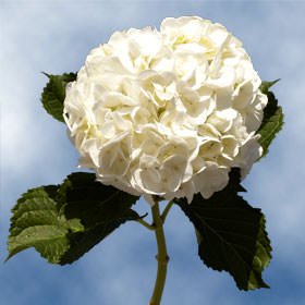 GlobalRose40 White Hydrangea Flowers – Responsibly Sourced White Flowers – Hand-Picked Flowers Fresh Bouquet for Graduation, Anniversary, Birthday & Special Occasions