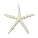 Variety Starfish Mix - 12 Large Pieces 6-8