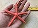 Starfish Christmas Tree Ornaments (Coral)