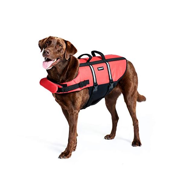 astral dog life jacket