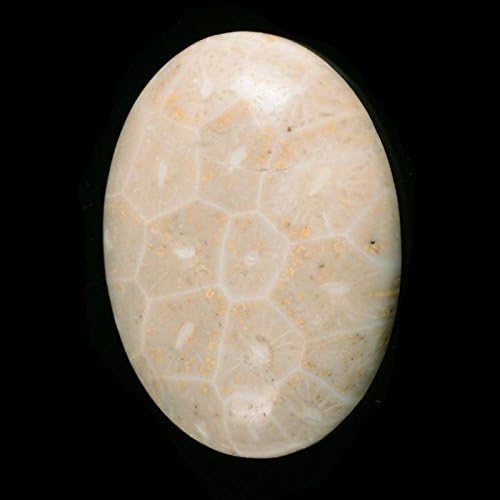 30x22mm Oval Cabochon CAB Flatback Semi-precious Gemstone Ring Face (Coral fossil)