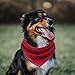 BINGPET Classic Plaid Dog Bandana - 5 Pack Washable Square Dog Kerchief Pet Triangle Bulk Scarf Cotton Bandana for Small to Large Dogs