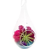 Bliss Gardens Mini Air Plant Terrarium Kit with 5