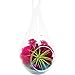 Bliss Gardens Mini Air Plant Terrarium Kit with 5