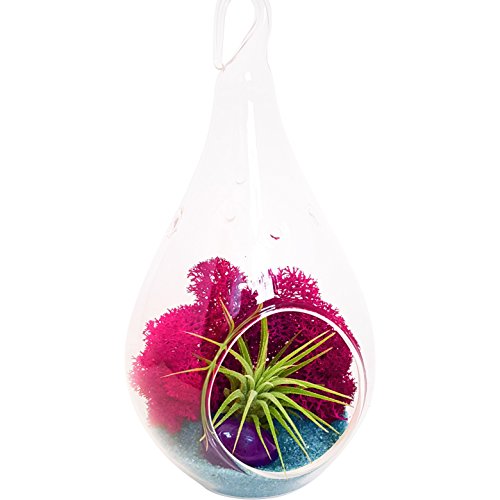 Bliss Gardens Mini Air Plant Terrarium Kit with 5 Bliss Gardens Mini Air Plant Terrarium Kit with 5