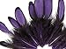Moonlight Feather | 1 Dozen - Purple Whiting Farms Laced Hen Saddle Feathers Craft Halloween Fly Tying