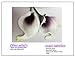 Angel Isabella 10pc Set Real Touch Calla Lily-Keepsake Artificial Flower Perfect for Cut to Make Boutonniere Corsage Bouquets (Picasso Plum)