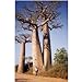 Hinterland Trading 5 True Adansonia Digitata "Baobab" Bottle Tree Seeds Rare Find