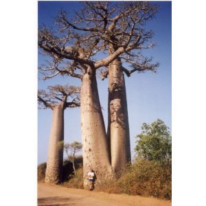 Hinterland Trading 5 True Adansonia Digitata Hinterland Trading 5 True Adansonia Digitata