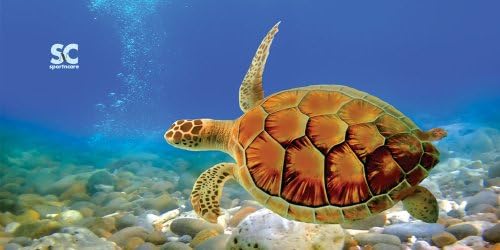Sport N Care Marine Towel (Turtle) Beach Towel 32" x 60"