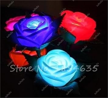 100 Pcs Sac Intérieur Graines Bonsai Fleur Rose Graines