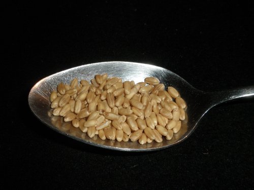 Hard White Wheat Berries 10 Pounds (Kernels) Montana Golden 86, USDA Certified Organic, Non-GMO Bulk - Thumbnail 5