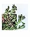 Succulent Garden Notecards: 20 Different Cards and Envelopes (Blank Nature Cards, Botanical Cards)