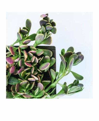 Succulent Garden Notecards: 20 Different Cards and Envelopes (Blank Nature Cards, Botanical Cards)