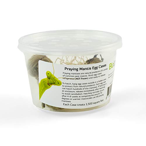 Praying Mantis Egg Cases - 5 Extra Large Cases