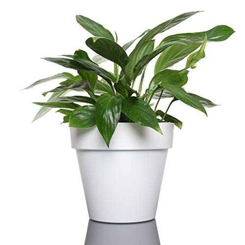 idea-station Blumentopf Set 6 x 12 cm - Weiss - Blumentöpfe aus Plastik - Übertöpfe matt – Bild 3