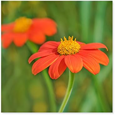 Canvas Picture Wall Art Red Mexican Flower Nature Photo for Home Decoration Size 13" x 13" Printed Custom Framed and Stretched