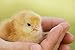 Manna Pro Grower Crumbles for Chickens | Non-GMO & Organic Grower for Laying Hens | 30 Pounds